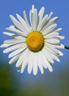 plante medicinale